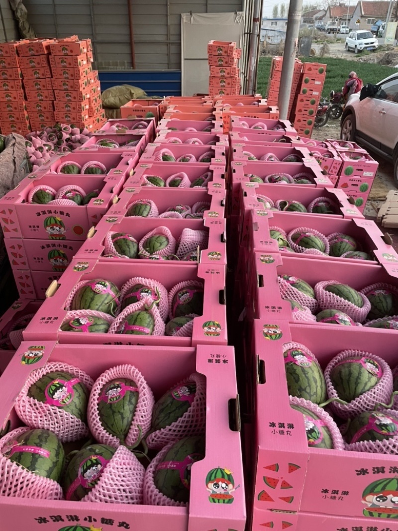 {推荐商家}全美2k小糖丸万亩基地，欢迎来电质量三包