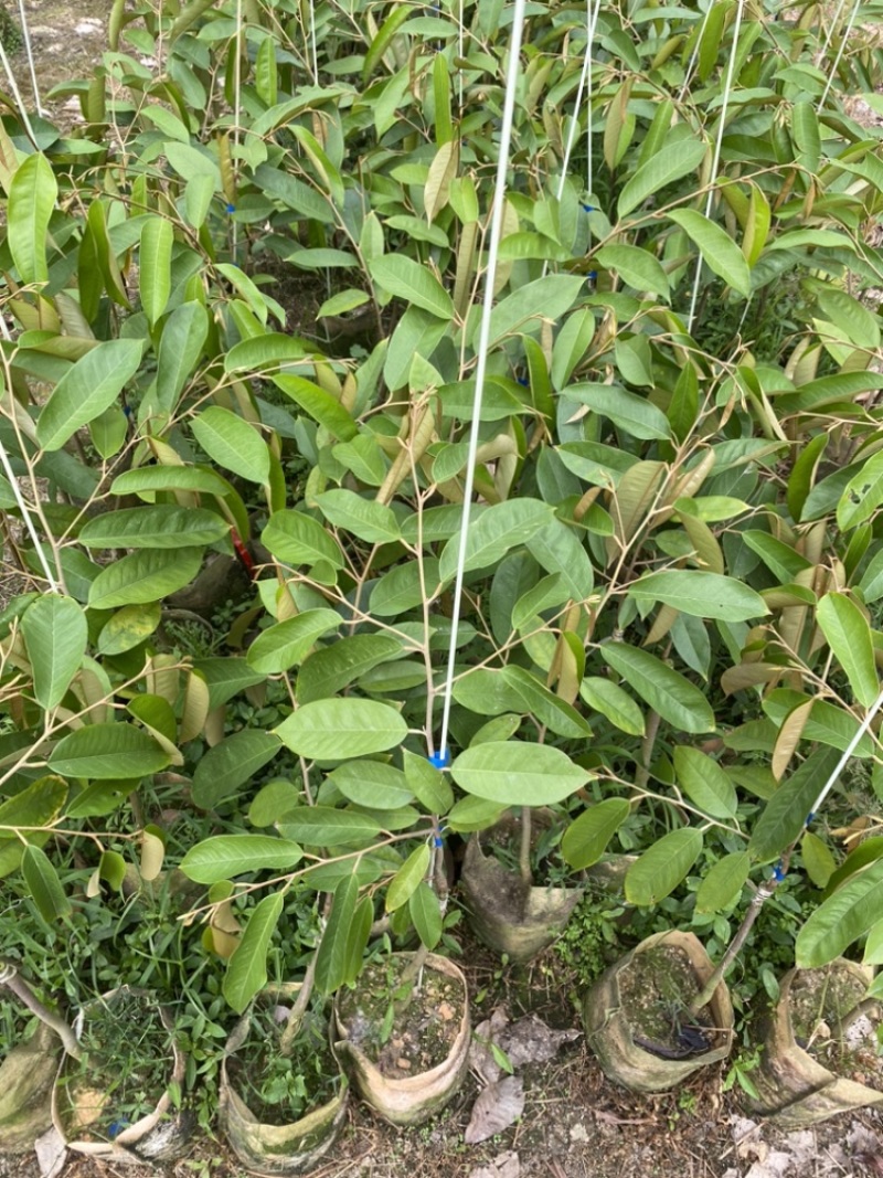 黑刺榴莲苗猫山王榴莲苗马来西亚母本海南现货