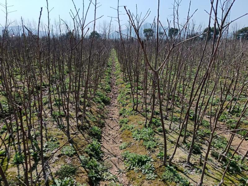 700亩太秋甜脆柿种植基地，中国亚林所纯品种，欢迎参观
