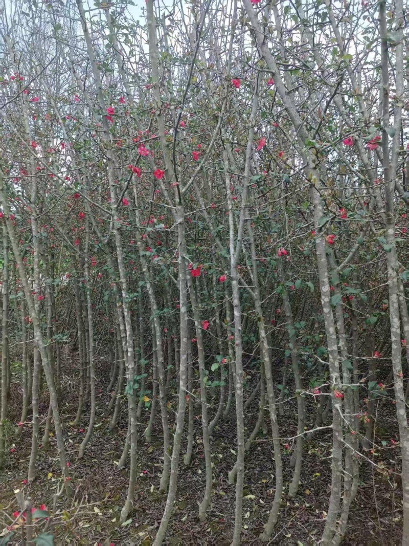 贴梗海棠，高度2-3米，直径2-3厘米，绿篱**