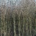 贴梗海棠，高度2-3米，直径2-3厘米，绿篱**