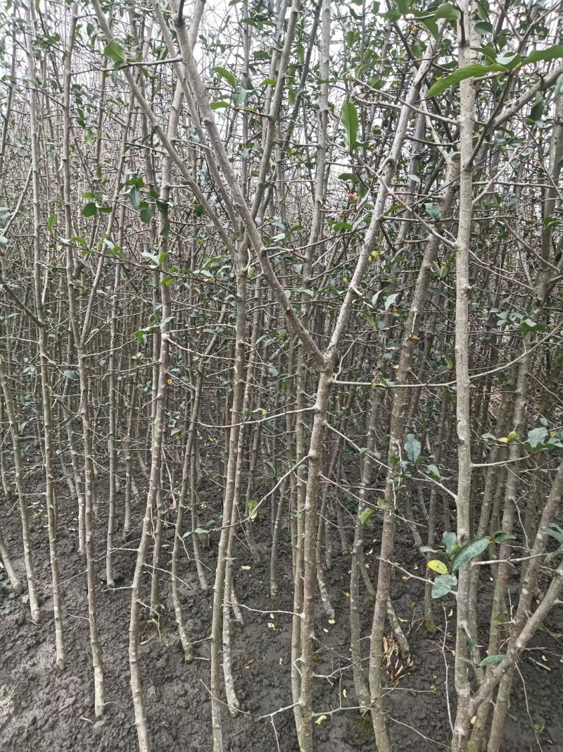 贴梗海棠，高度2-3米，直径2-3厘米，绿篱**