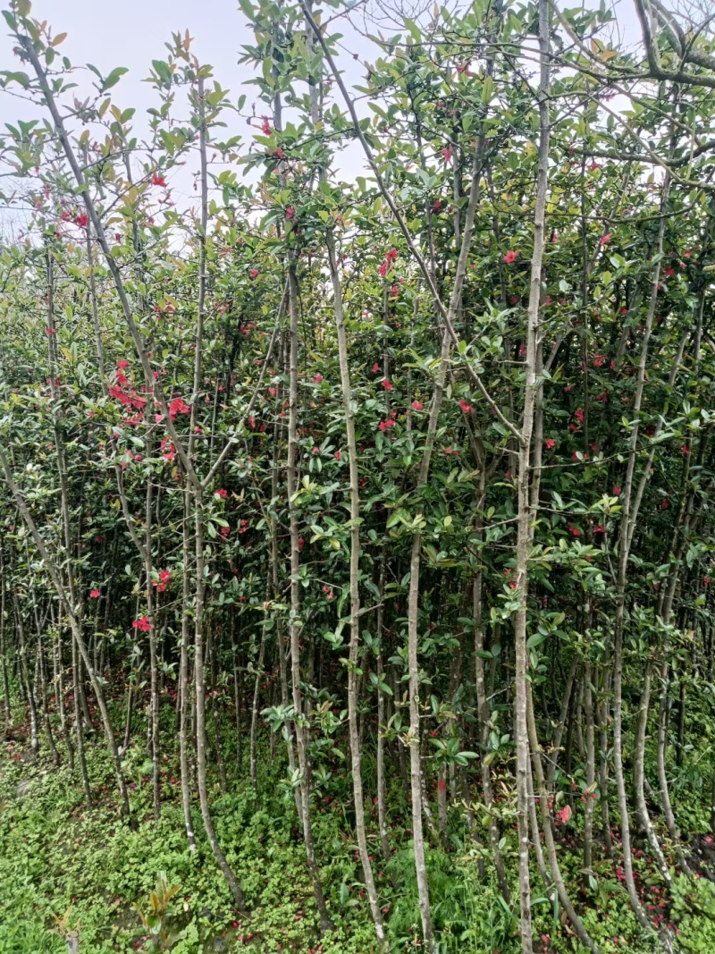 贴梗海棠，高度2-3米，直径2-3厘米，绿篱**