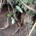 正宗野生小叶牛新鲜甘草牛现挖野生牛大力山莲藕