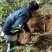 正宗野生小叶牛新鲜甘草牛现挖野生牛大力山莲藕