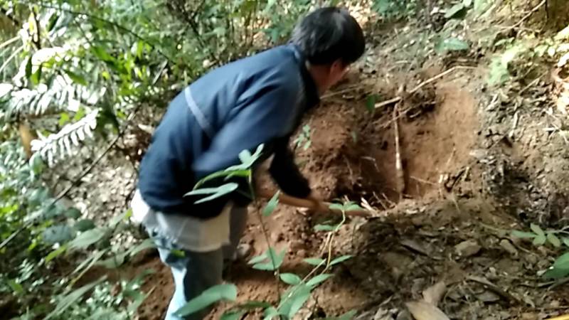 正宗野生小叶牛新鲜甘草牛现挖野生牛大力山莲藕