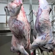 西门塔尔四分体牛肉