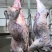 西门塔尔四分体牛肉