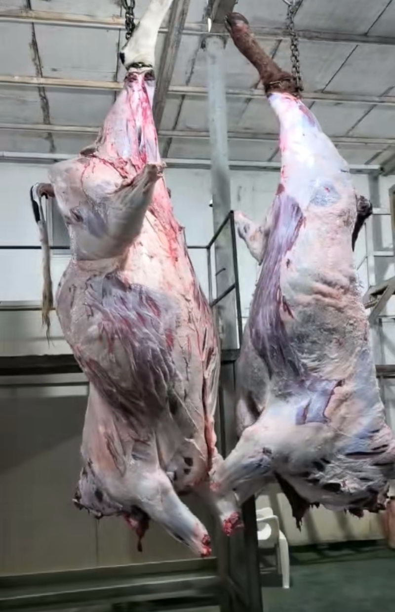 西门塔尔四分体牛肉