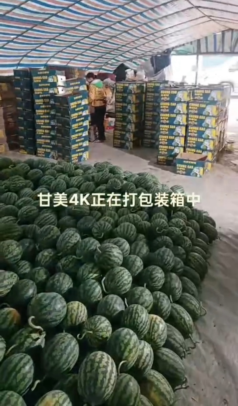 甘美4K西瓜大量供应产地批发大吨位欢迎老板来电