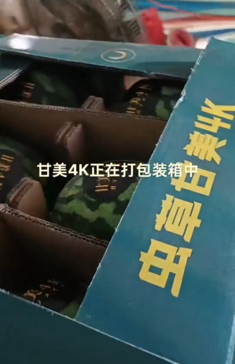 甘美4K西瓜大量上市产地一手货源诚信批发量大质优