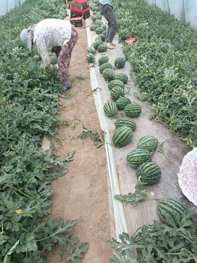 甘美4K西瓜大量上市产地一手货源诚信批发量大质优