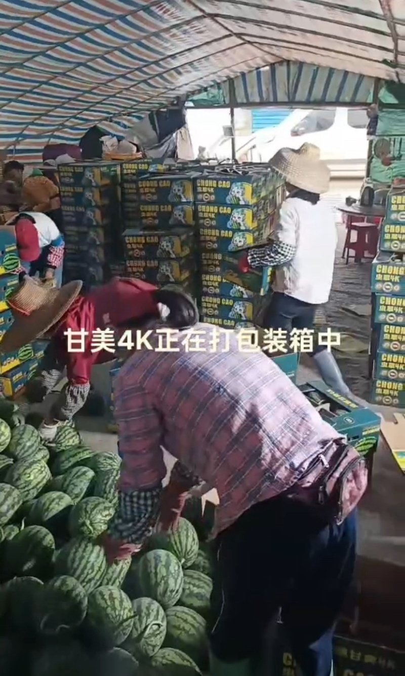 甘美4K西瓜大量上市产地一手货源诚信批发量大质优