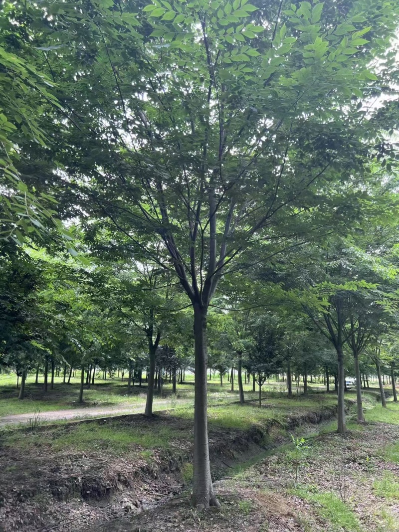 榉树价格，榉树产地，红榉价格，红榉树价格