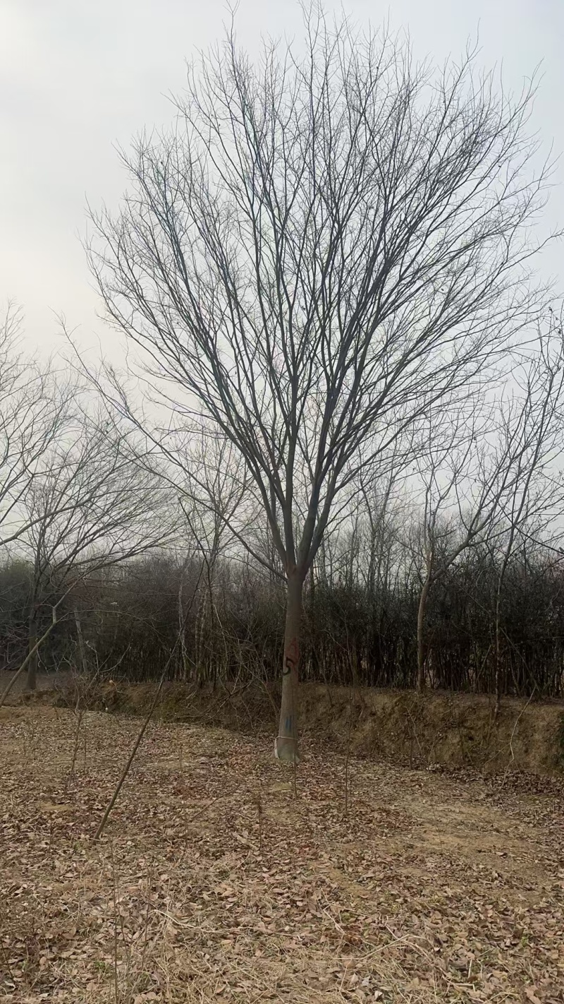 榉树价格，榉树产地，红榉价格，红榉树价格
