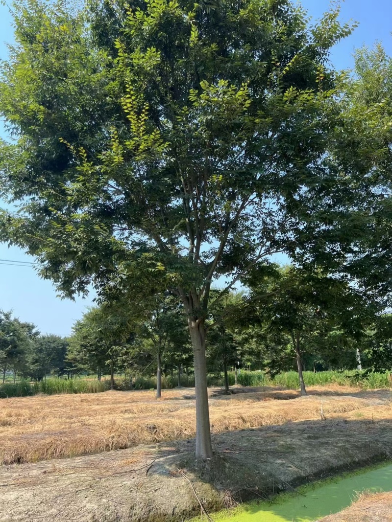 榉树价格，榉树产地，红榉价格，红榉树价格