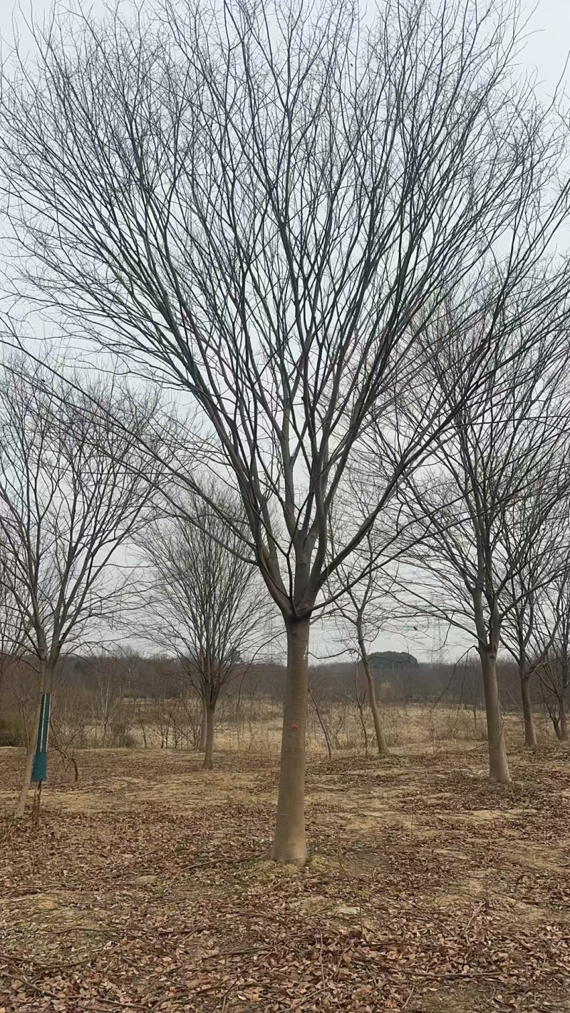 榉树价格，榉树产地，红榉价格，红榉树价格