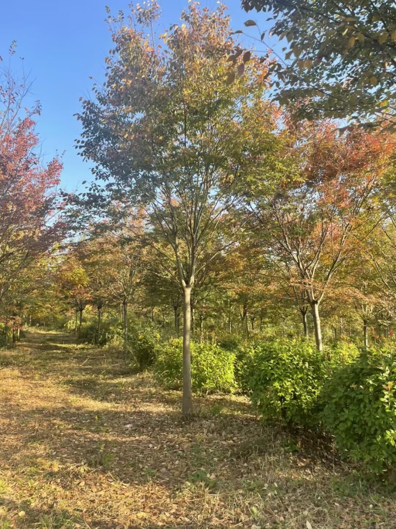 榉树价格，榉树产地，红榉价格，红榉树价格