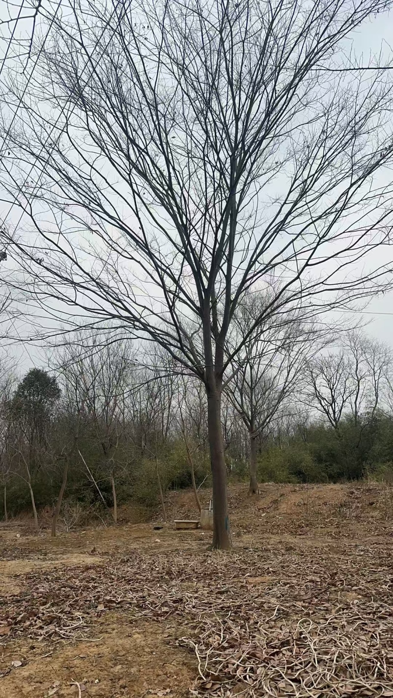 榉树价格，榉树产地，红榉价格，红榉树价格