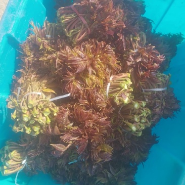 露天头茬香椿大量上市，欢迎各位老板骚扰