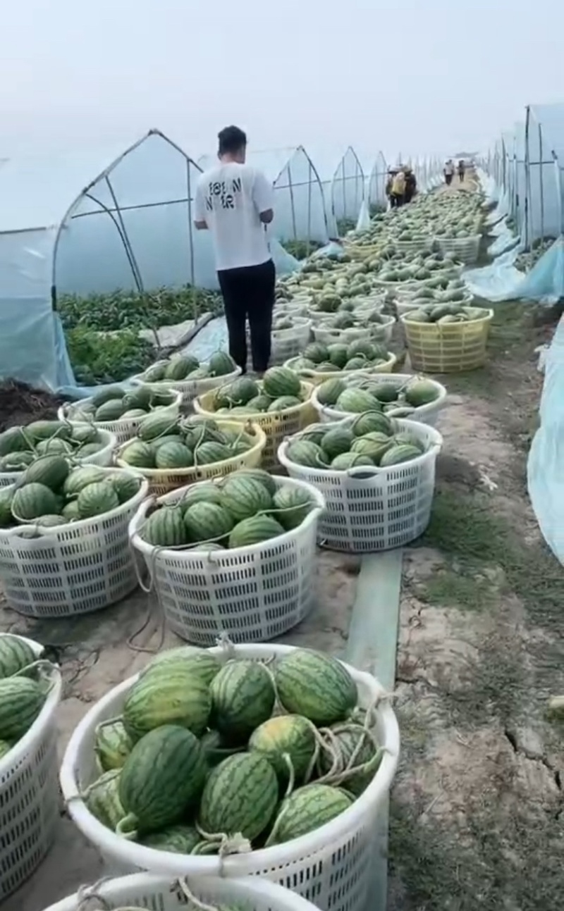 全美2K西瓜大量供应产地诚信批发品质保证欢迎来电