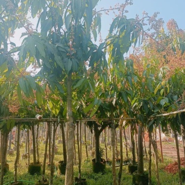 芒果树