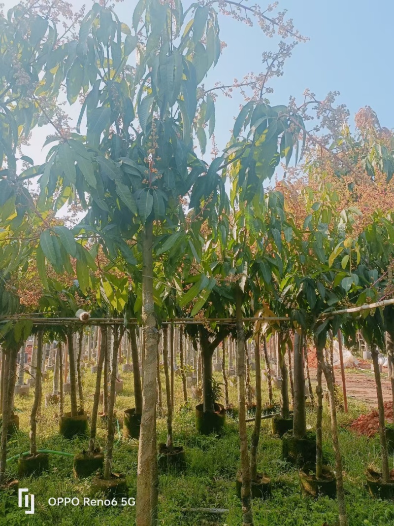 芒果树
