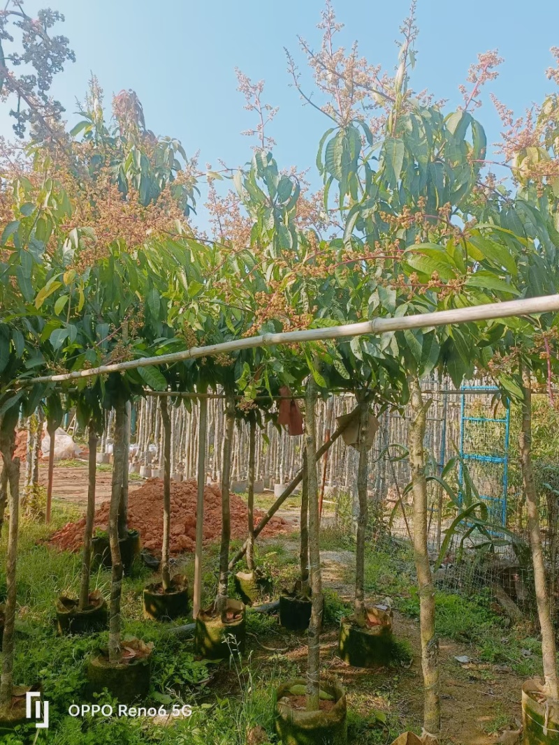 芒果树