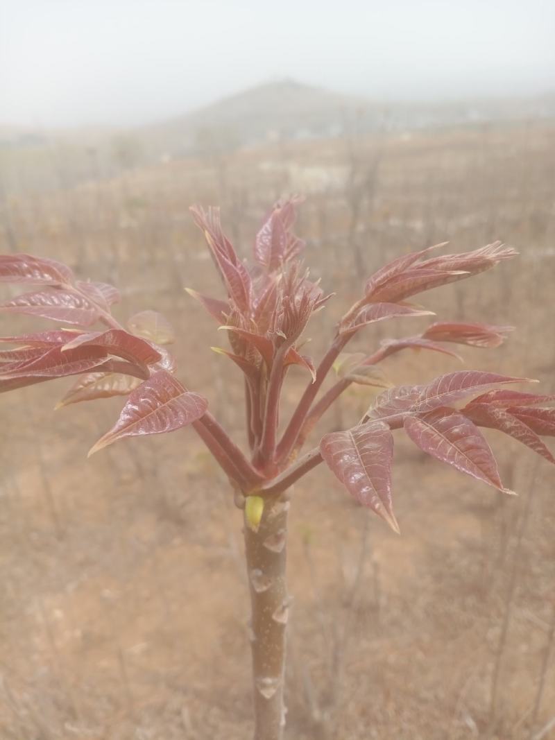 露天头茬香椿大量上市，欢迎各位老板骚扰