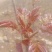 露天头茬香椿大量上市，欢迎各位老板骚扰