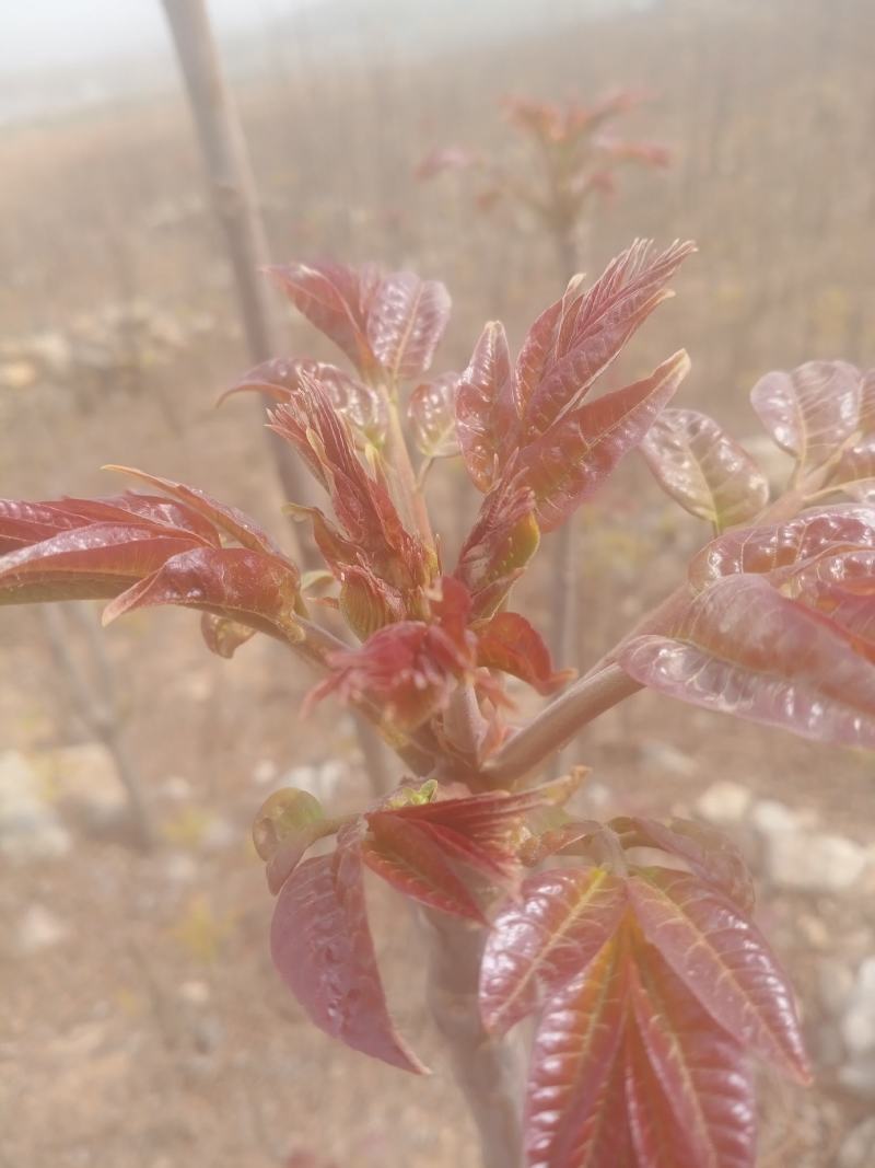 露天头茬香椿大量上市，欢迎各位老板骚扰
