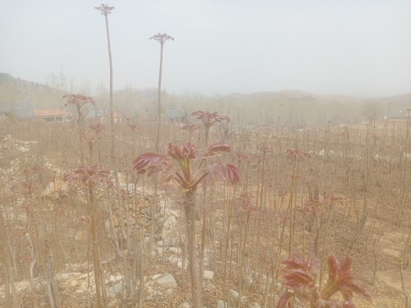 露天头茬香椿大量上市，欢迎各位老板骚扰