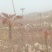 露天头茬香椿大量上市，欢迎各位老板骚扰