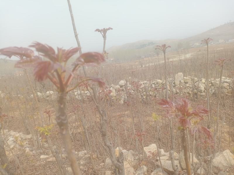 露天头茬香椿大量上市，欢迎各位老板骚扰
