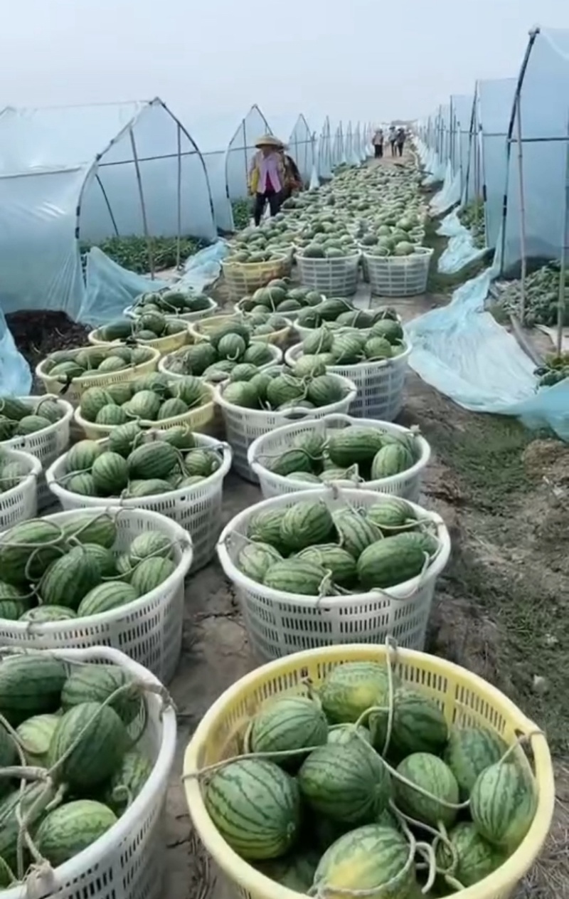 2K西瓜大量上市一手货源产地批发诚信经营欢迎老板