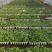 隋珠/越秀/天使八号草莓穴盘苗