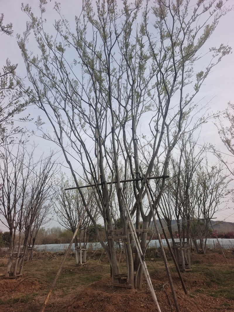 丛生朴树，7～10米高现货供应
