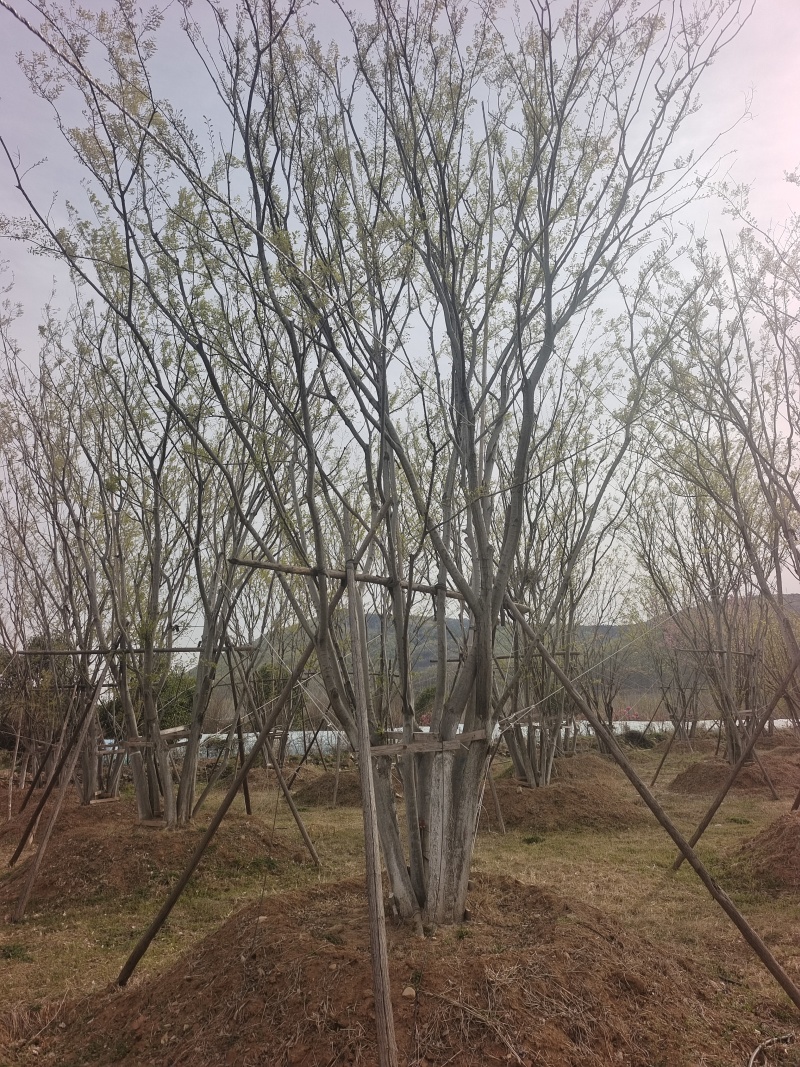 丛生朴树，7～10米高现货供应