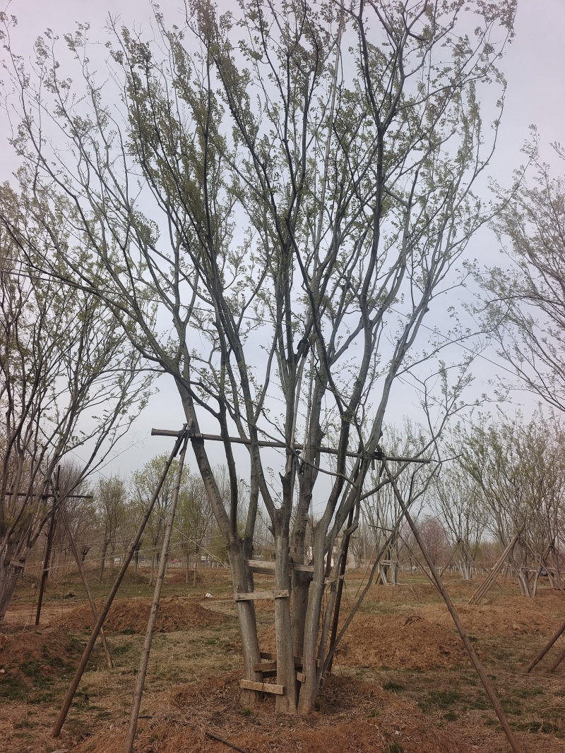 丛生朴树，7～10米高现货供应