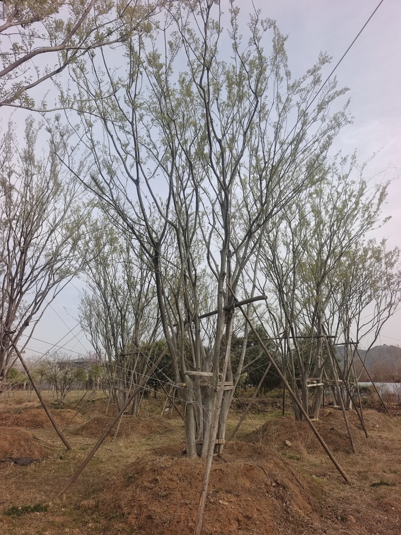 丛生朴树，7～10米高现货供应