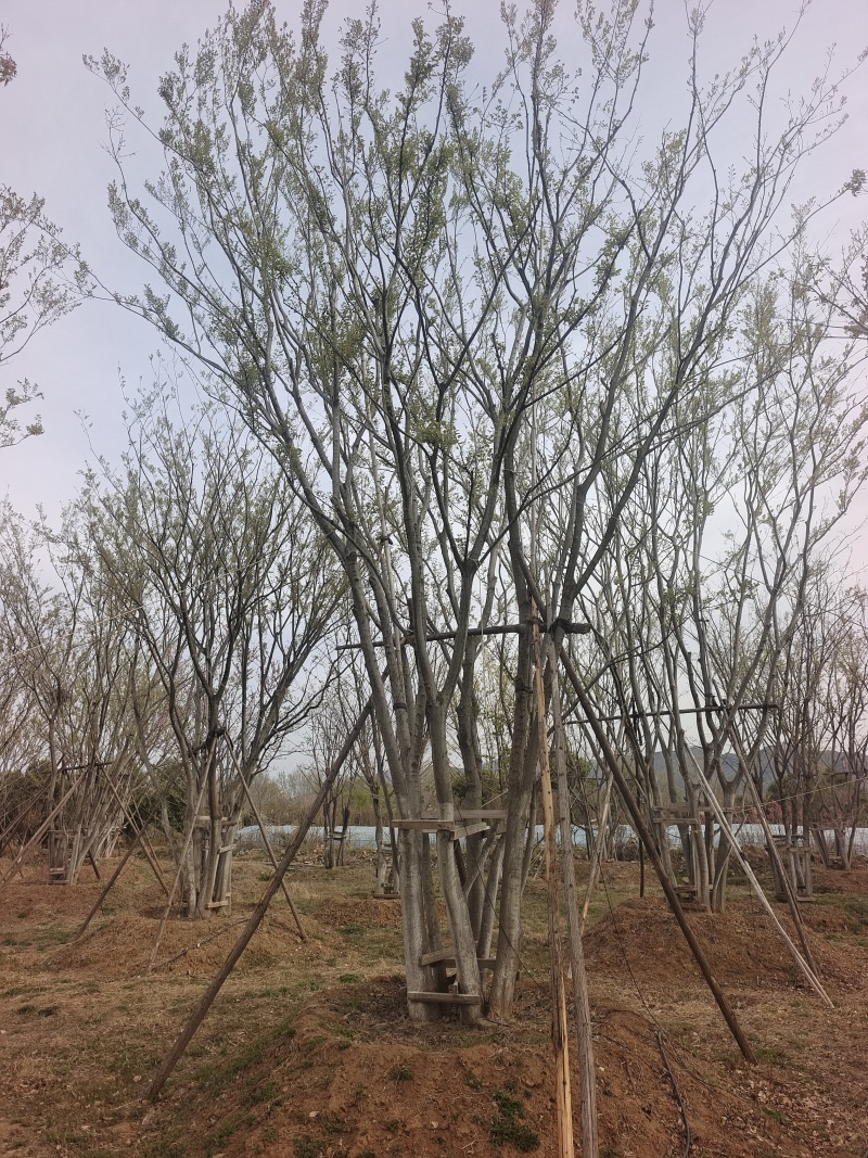 丛生朴树，7～10米高现货供应