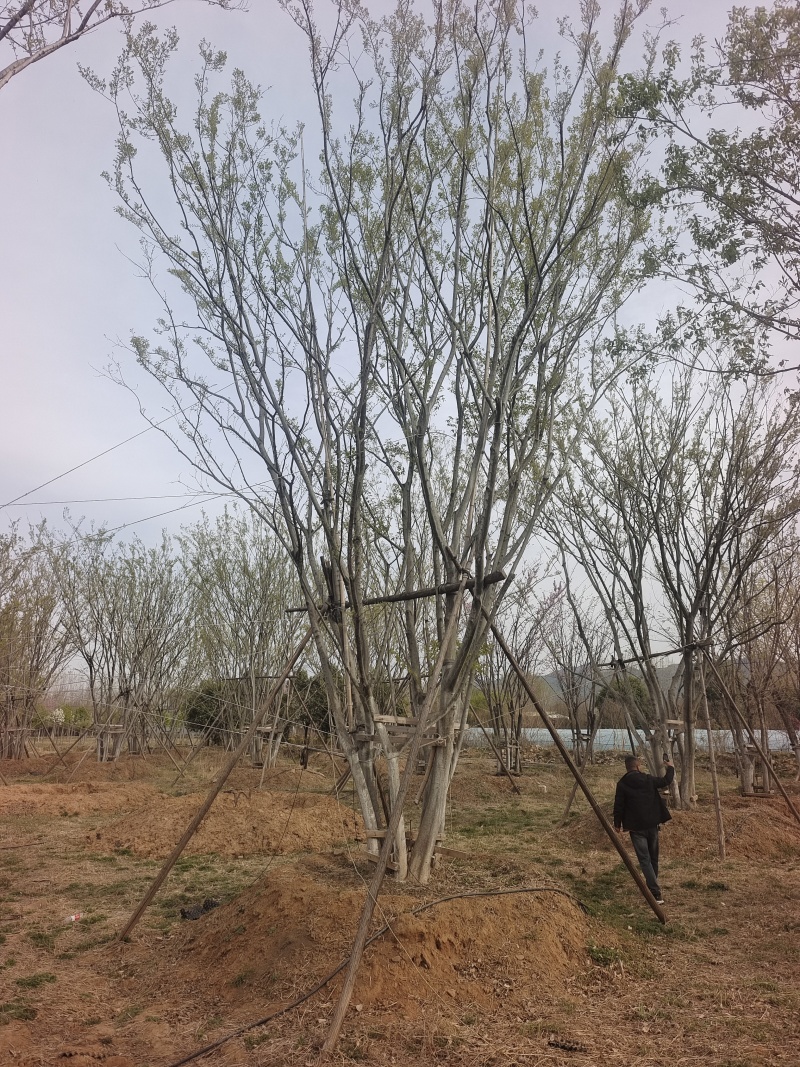 丛生朴树，7～10米高现货供应