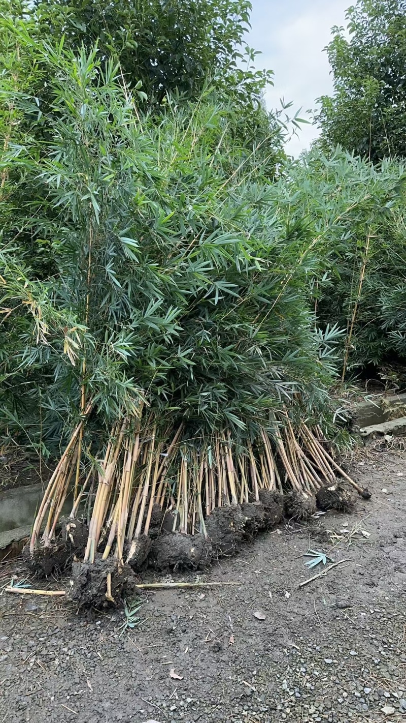 琴丝竹批发，高度2-3米，大量出售，量大从优