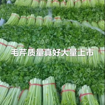 毛芹菜大量有货