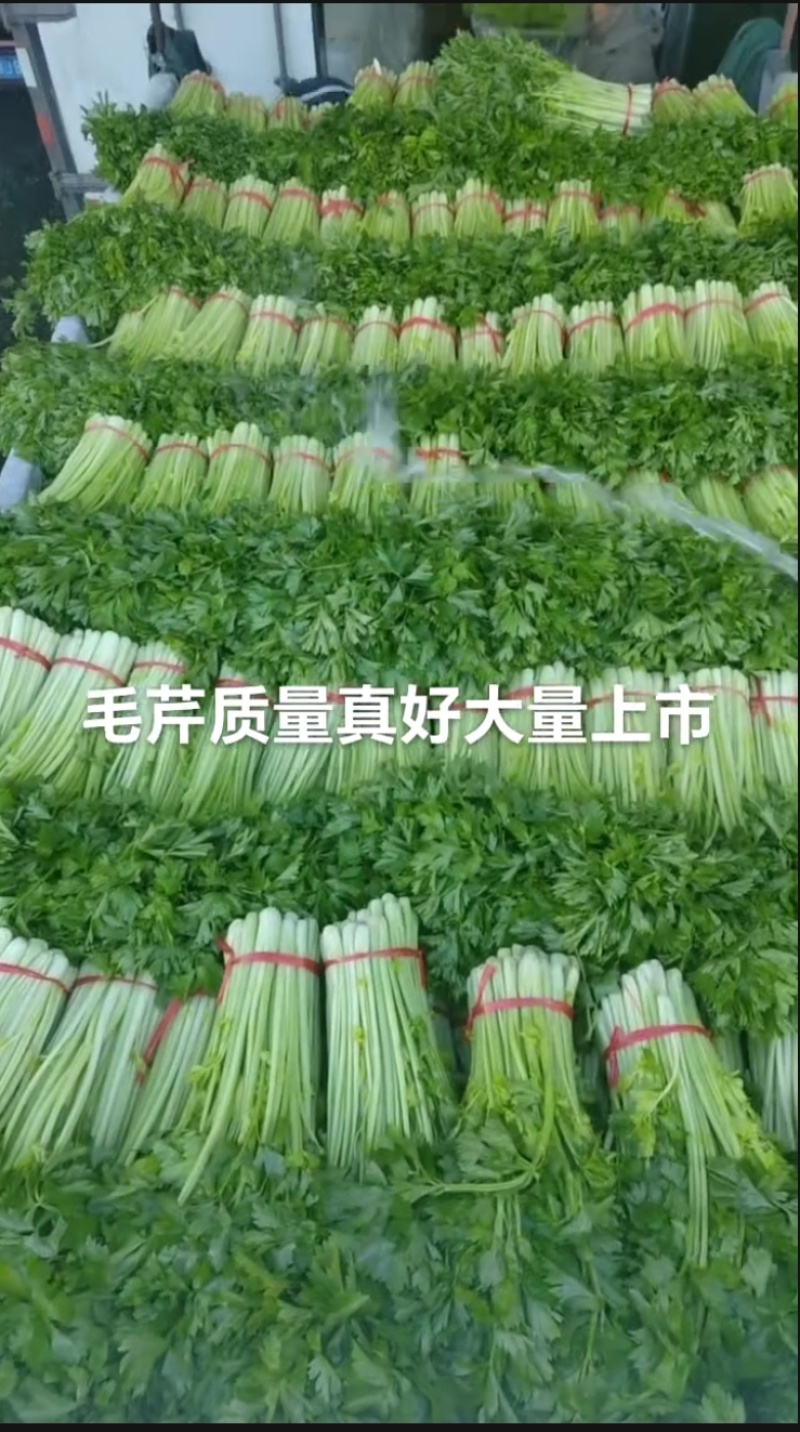 毛芹菜大量有货