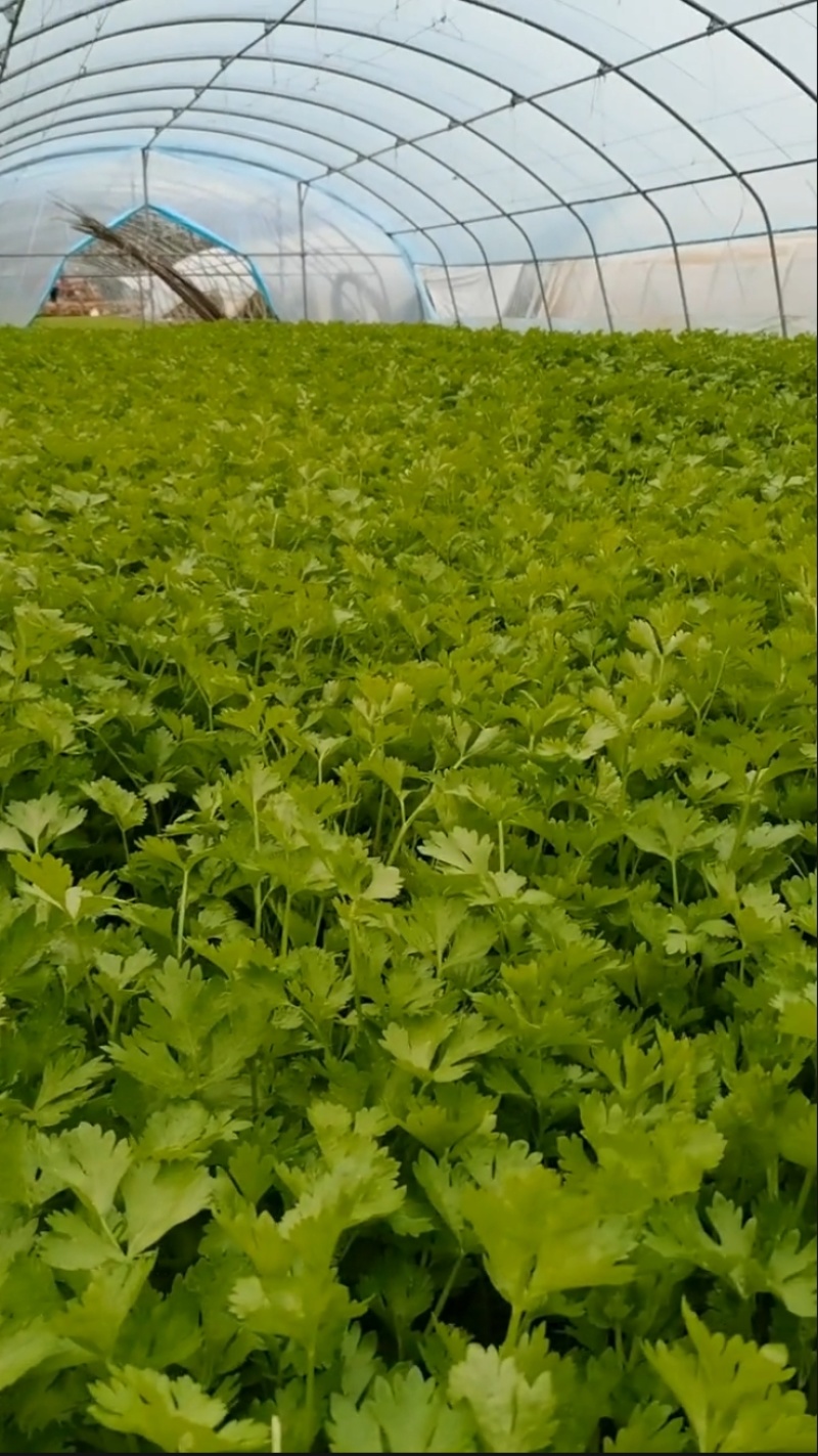 毛芹菜大量有货