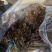 头茬香椿大量上市