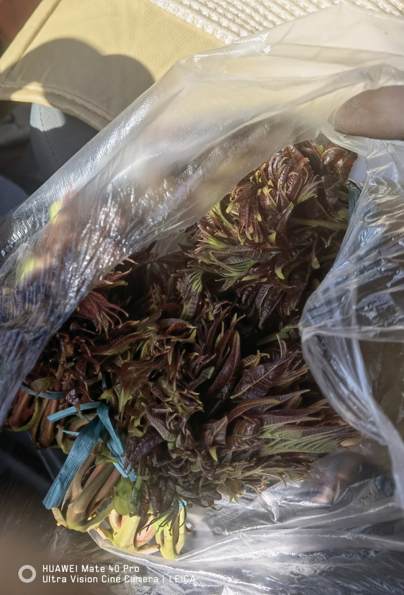 头茬香椿大量上市