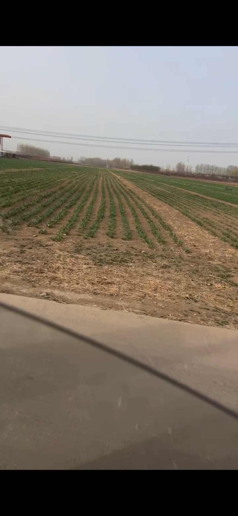 河北韭菜根