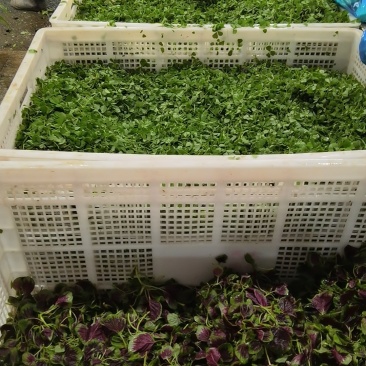 金花菜
